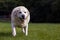 Golden yellow labrador overweight running on grass in park