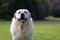 Golden yellow labrador overweight running on grass in park