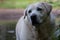 Golden yellow labrador overweight running on grass in park