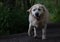 Golden yellow labrador overweight running on grass in park