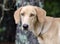 Golden Yellow Labrador Retriever Coonhound mixed breed dog