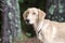 Golden Yellow Labrador Retriever Coonhound mixed breed dog