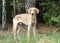 Golden Yellow Labrador Retriever Coonhound mixed breed dog