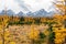 Golden yellow larch forest in Fall season. Larch Valley, Banff National Park, Canadian Rockies, Alberta, Canada.