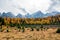 Golden yellow larch forest in Fall season. Larch Valley, Banff National Park, Canadian Rockies, Alberta, Canada.