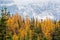 Golden yellow larch forest in Fall season. Larch Valley, Banff National Park, Canadian Rockies, Alberta, Canada.