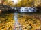 Golden yellow leaves float on creek before waterfall