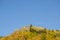 Golden  yellow maples  oaks and birches in the mountains. Warm autumn weather in the highlands. Nature in the reserve  national