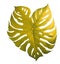 golden yellow monstera leaf slightly shaded on a clean white background