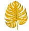 golden yellow monstera leaf slightly shaded on a clean white background