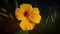 Golden yellow nasturtium flower.