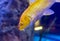 Golden yellow Ogon Koi carp Cyprinus rubrofuscus `koi` fancy fish swimming in aquarium.