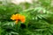 Golden Yellow Orange Colored Marigold Flower among Green Leaves - Natural Botany Background - Tagetes Erecta
