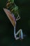 A golden yellow praying mantis eating a small gecko.