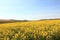 Golden yellow rapeseed crops flowering in springtime