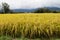 Golden yellow short grain paddy rice field