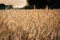 The golden-yellow wheat is drying on the land and waiting for the harvest in late Summer