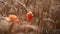 Golden Yellow Wheat field, shallow depth of field in slow motion. Poppy flowers