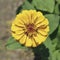 Golden Yellow Zinnia Flower above Blurred Soil and Leaves