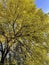 Golden yellow â€‹fall tree. Autumn shining luminous leaves on a sunny day