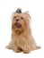 Golden Yorkshire Terrier