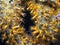 Golden Zoanthid on Green Finger Sponge