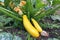 Golden zucchini ripen in the garden. Organic growing of vegetables.