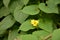 Goldencreeper Thladiantha dubia in garden.Flowering Thladiantha dubia or Manchu tubergourd