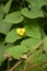 Goldencreeper Thladiantha dubia in garden.Flowering Thladiantha dubia or Manchu tubergourd