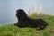 Goldendoddle is located on the cliff in front of the sea in Denmark. View to sea