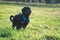 Goldendoddle puppy standing on a meadow. Look invites to play. Black curly coat