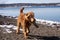 Goldendoodle Carrying Log by Snowy Keuka Lake