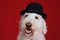 Goldendoodle dog with bowler hat portrait