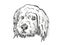 Goldendoodle Dog Breed Cartoon Retro Drawing