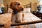 Goldendoodle dog laying on the bed looking away with paw on the footboard