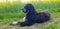 Goldendoodle dog lying on the road. Black doodle with phantom drawing. Lovely