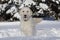 Goldendoodle dog playing in the cold snow