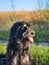 Goldendoodle dog sitting on the meadow. Black doodle with phantom drawing