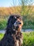 Goldendoodle dog sitting on the meadow. Black doodle with phantom drawing