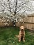 Goldendoodle dog sitting in yard