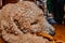 Goldendoodle dog try to sleep