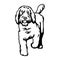 Goldendoodle dog - vector isolated illustration on white background