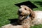 Goldendoodle Dog Wearing a Black Graduation Cap