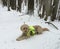 Goldendoodle dog wears hunting vest while laying in snowy forest