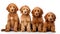 Goldendoodle dogs looking at the camera isolated on white background AI Generated Illustration