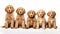 Goldendoodle dogs looking at the camera isolated on white background AI Generated Illustration