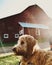 Goldendoodle in front of red barn on farm
