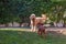 Goldendoodle and Irish Setter Pup Playing in Backyard