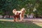 Goldendoodle and Irish Setter Pup Playing in Sunny Backyard