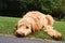 Goldendoodle Laying in Grass